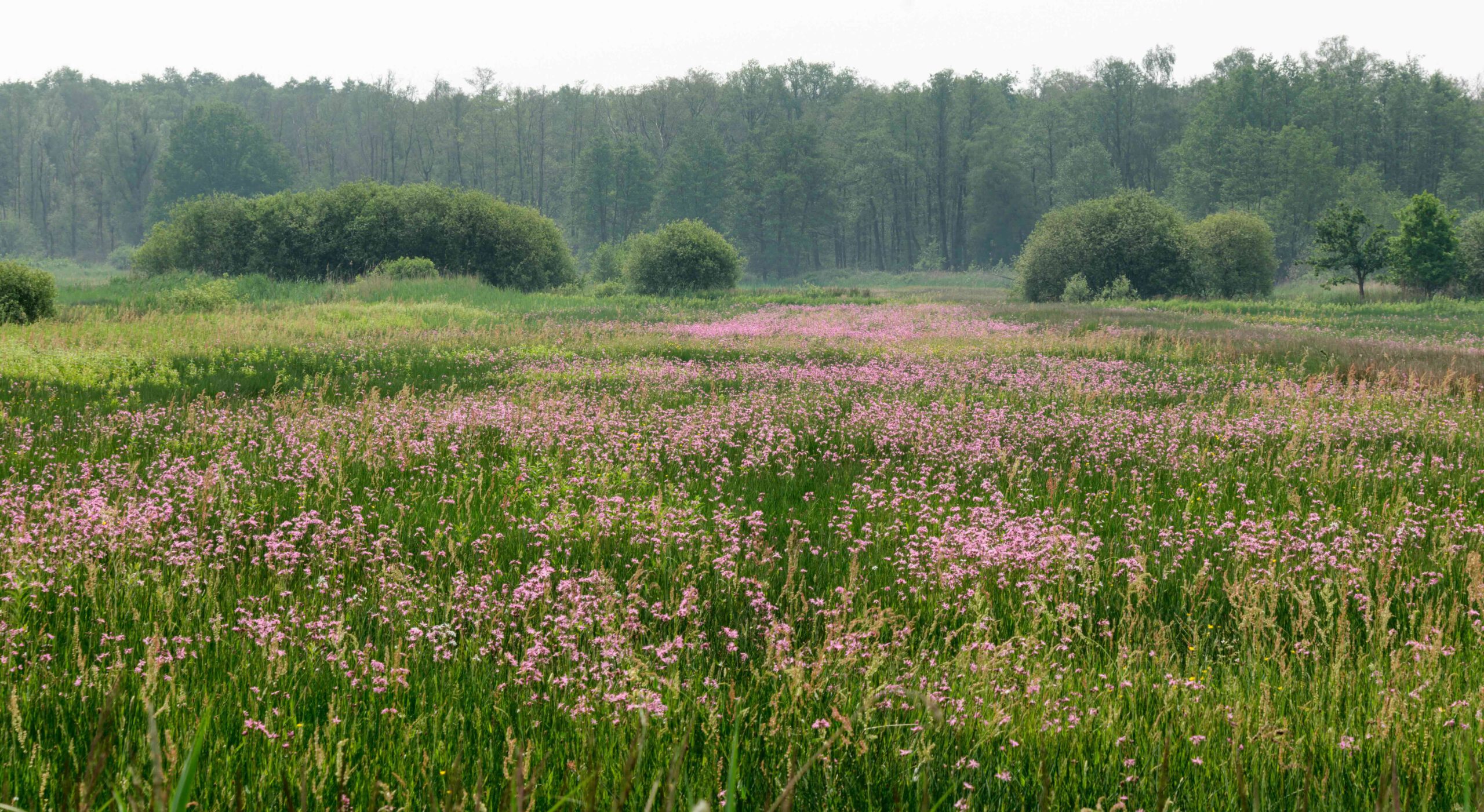 Vochtig hooiland met bloeiende koekoeksbloem in natuurgebied Kempen-Broek bij Stramproy