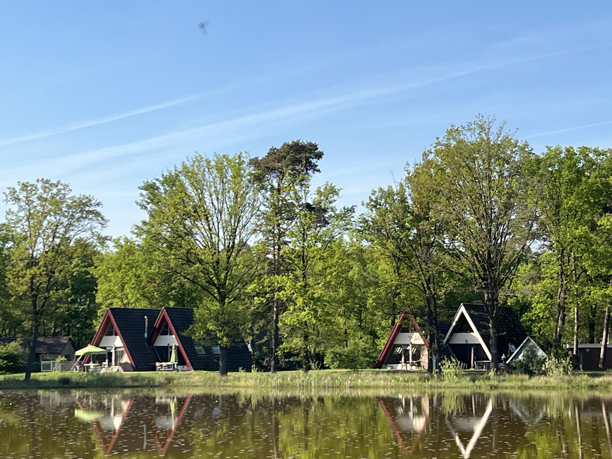 Vakantiehuisjes tussen de bomen op vakantiepark 't Vosseven in Limburg